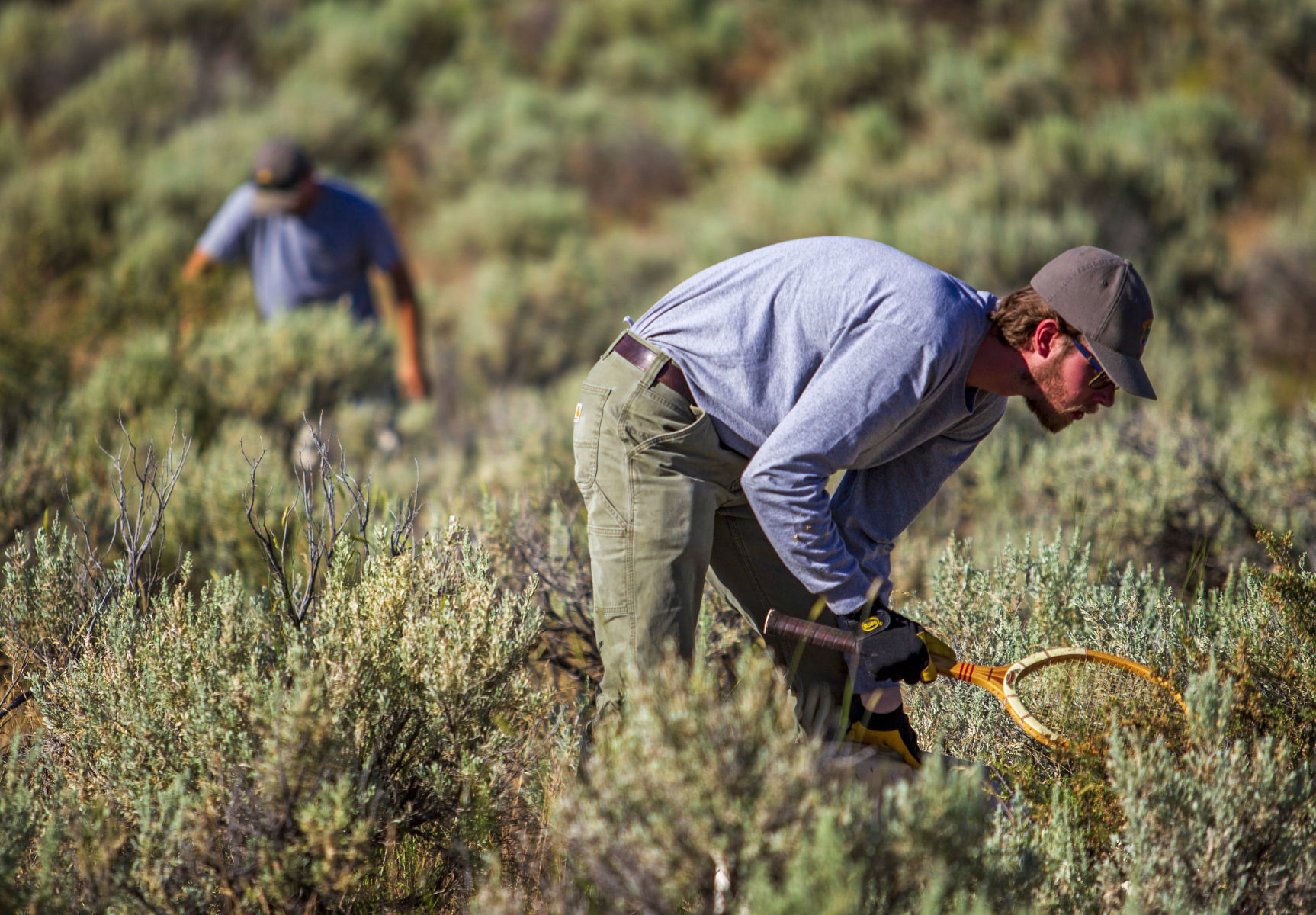 Idaho Fish and Game collect Bitterbrush seeds